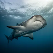 Great Hammerhead, Female