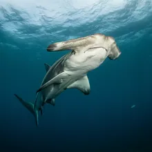 Great Hammerhead, Male