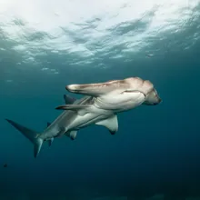 Great Hammerhead, Young
