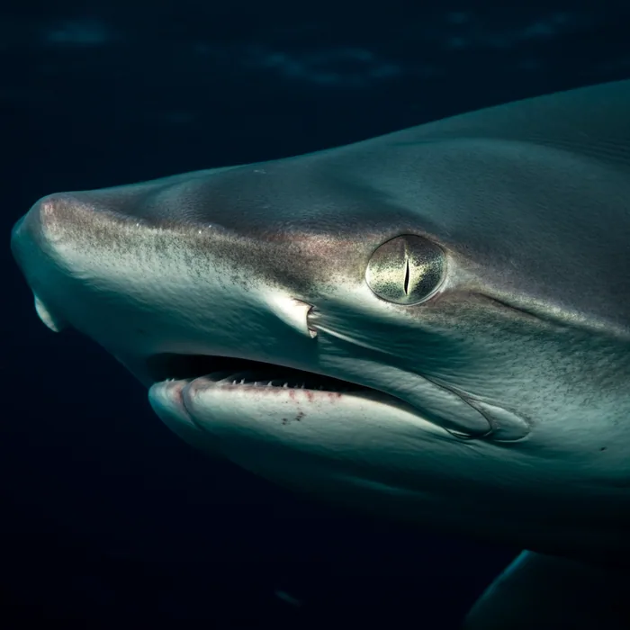 Great Hammerhead