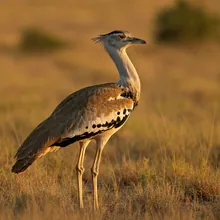 Great Indian Bustard, Female