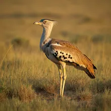 Great Indian Bustard, Male