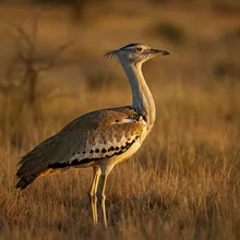 Great Indian Bustard, Young