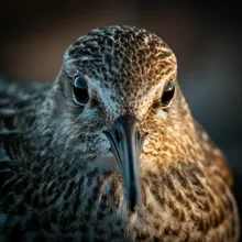 Great Knot, Close up