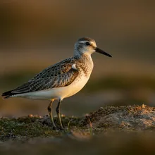 Great Knot, Male