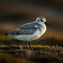 Great Knot, Young