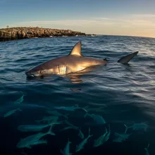 Great White Shark, Young