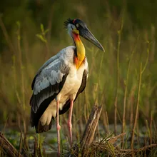 Greater Adjutant, Male