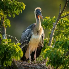 Greater Adjutant, Young