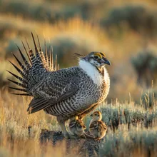 Greater Sage-Grouse, Female