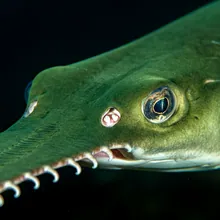 Green Sawfish, Close up