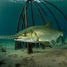 Green Sawfish, Male