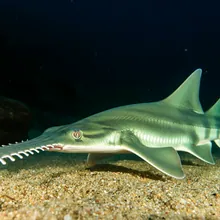 Green Sawfish, Young