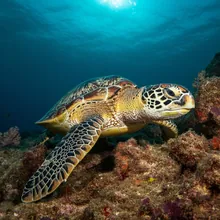 Green Sea Turtle, Male