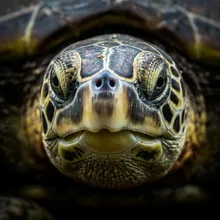 Green Turtle, Close up