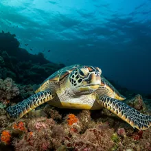 Green Turtle, Male