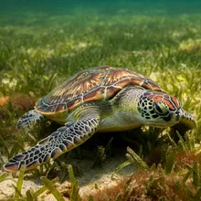 Green Turtle, Young