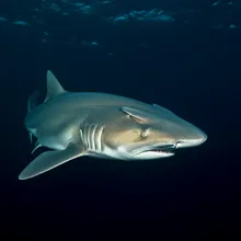 Greenland Shark, Female