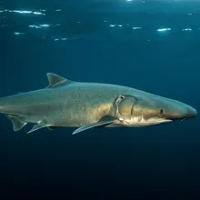 Greenland Shark, Male