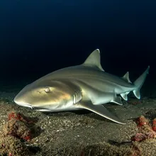 Greenland Shark, Young