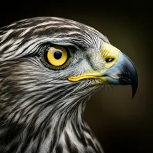 Grey-backed Hawk, Close up