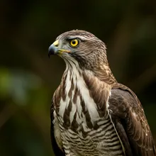 Grey-backed Hawk, Female