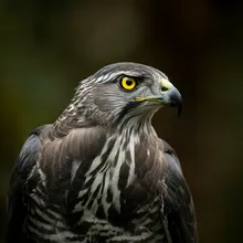 Grey-backed Hawk, Male