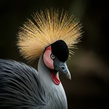 Grey Crowned Crane, Close up