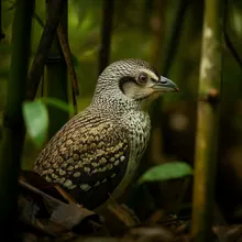 Grey-crowned Crocias, Male
