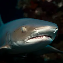 Grey Nurse Shark, Close up