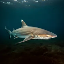 Grey Nurse Shark, Female