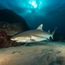 Grey Nurse Shark, Male