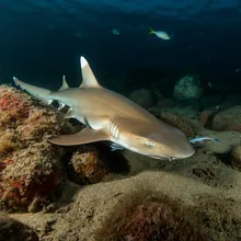 Grey Nurse Shark, Young
