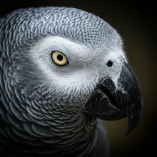 Grey Parrot, Close up