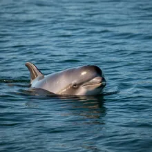 Harbour Porpoise, Female