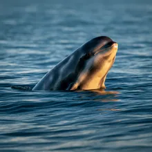 Harbour Porpoise, Male