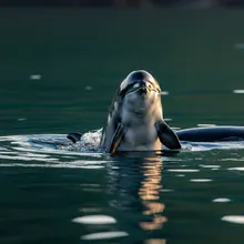 Harbour Porpoise, Young