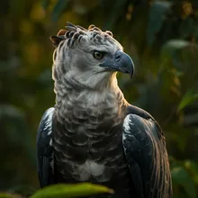 Harpy Eagle, Male