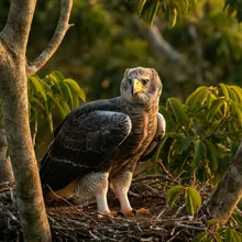 Harpy Eagle, Young