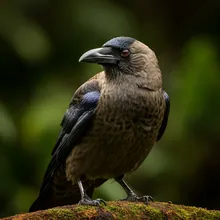 Hawaiian Crow, Female