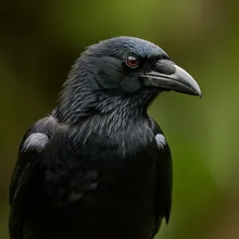 Hawaiian Crow, Male
