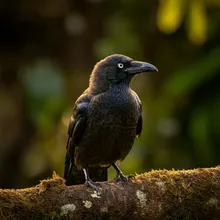 Hawaiian Crow, Young