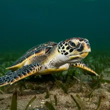 Hawksbill Turtle, Young