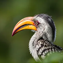 Helmeted Hornbill, Male