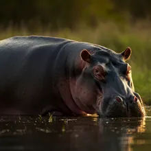Hippopotamus, Male
