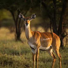 Hirola, Female