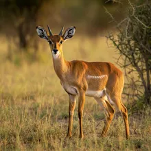 Hirola, Young