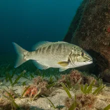 Hogfish, Female