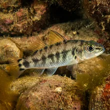 Hogfish, Young