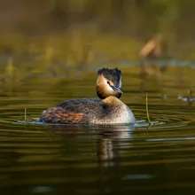 Hooded Grebe, Female